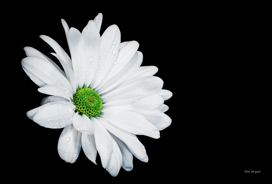 Flowers Still Life Photograph - Refreshed by Tim Bryan