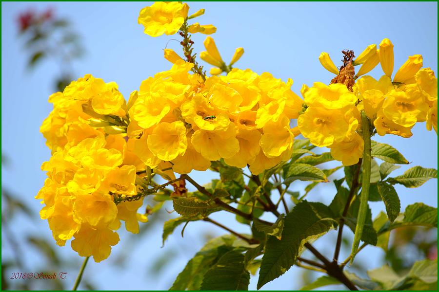 Refreshing yellows Photograph by Sonali Gangane