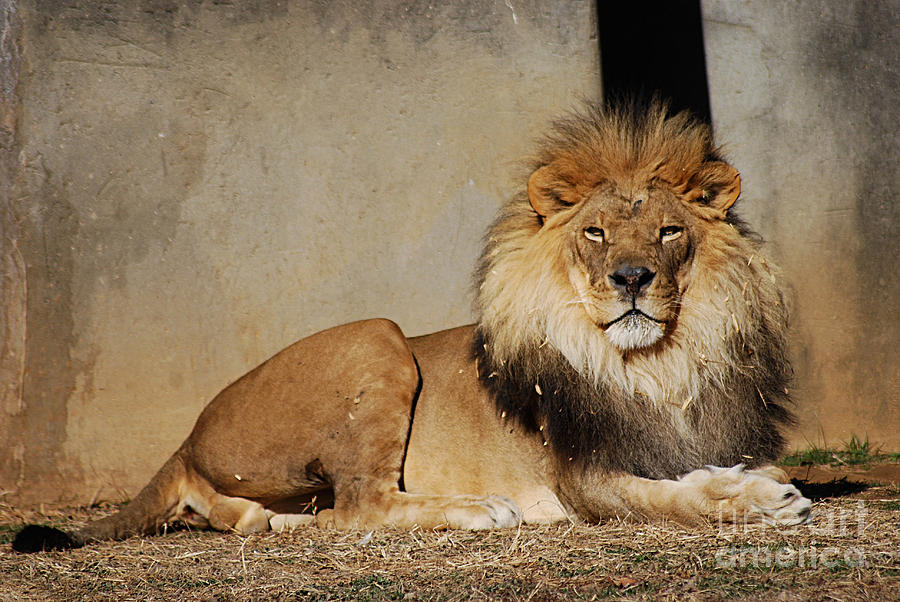 Regal African Lion 20150110_216 Photograph by Tina Hopkins