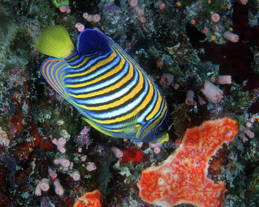 Regal Angelfish, Great Barrier Reef Photograph by Pauline Walsh Jacobson