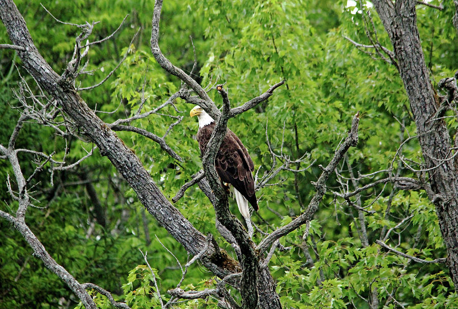 Regal Bald Eagle Photograph by Debbie Oppermann