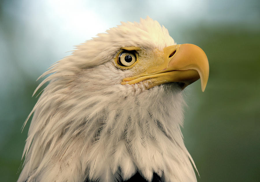 Regal Bald Eagle Photograph by Judi Dressler