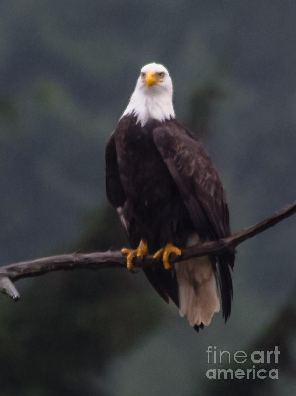 Regal Bald Eagle Photograph By Penny Miller