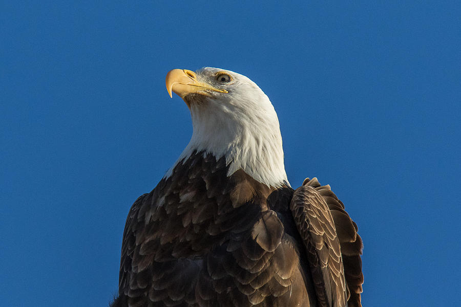 Regal Bald Eagle Portrait Photograph by Tony Hake