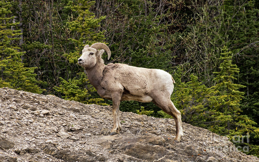 Regal Big Horn Sheep Photograph by Louise Magno