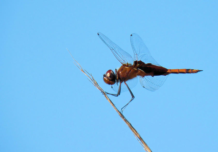 Regal Brown Dragonfly Photograph by Rosalie Scanlon