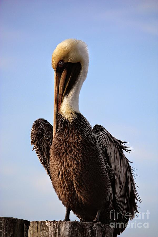 Regal Brown Pelican Photograph by Carol Groenen
