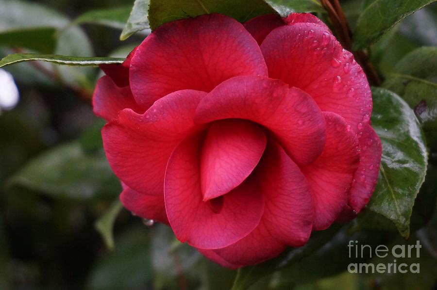 Regal Camellia Photograph by Maxine Billings