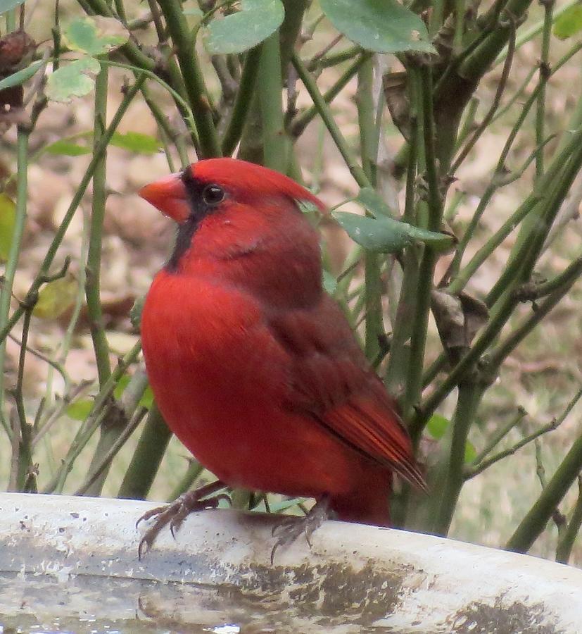 Regal Cardinal Photograph by Sandra McClure - Fine Art America