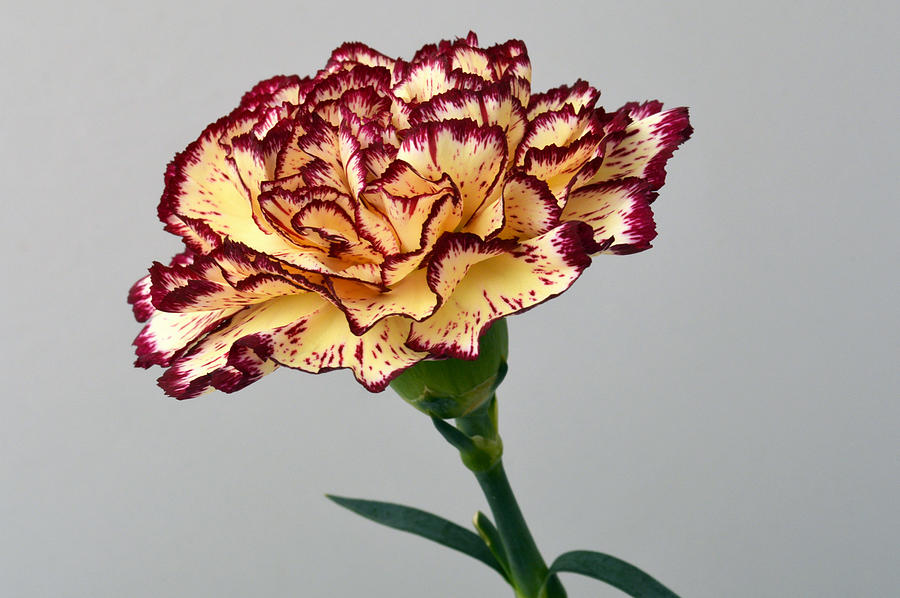 Regal Carnation Photograph by Terence Davis