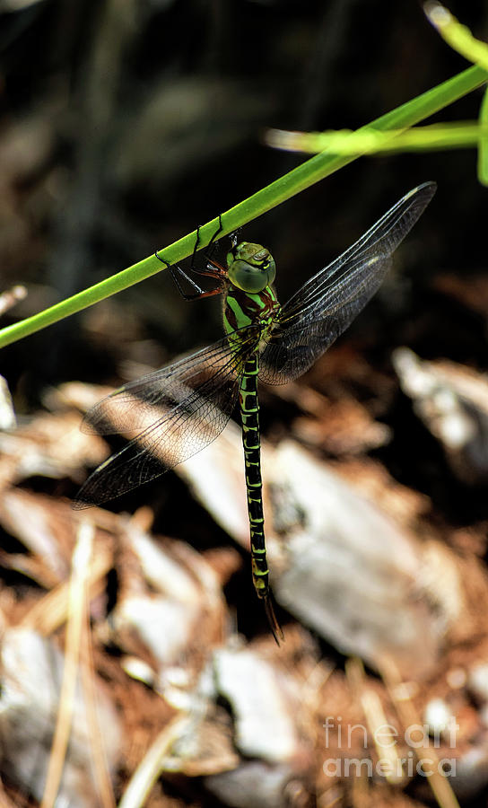 Insects Photograph - Regal Darner by William Tasker