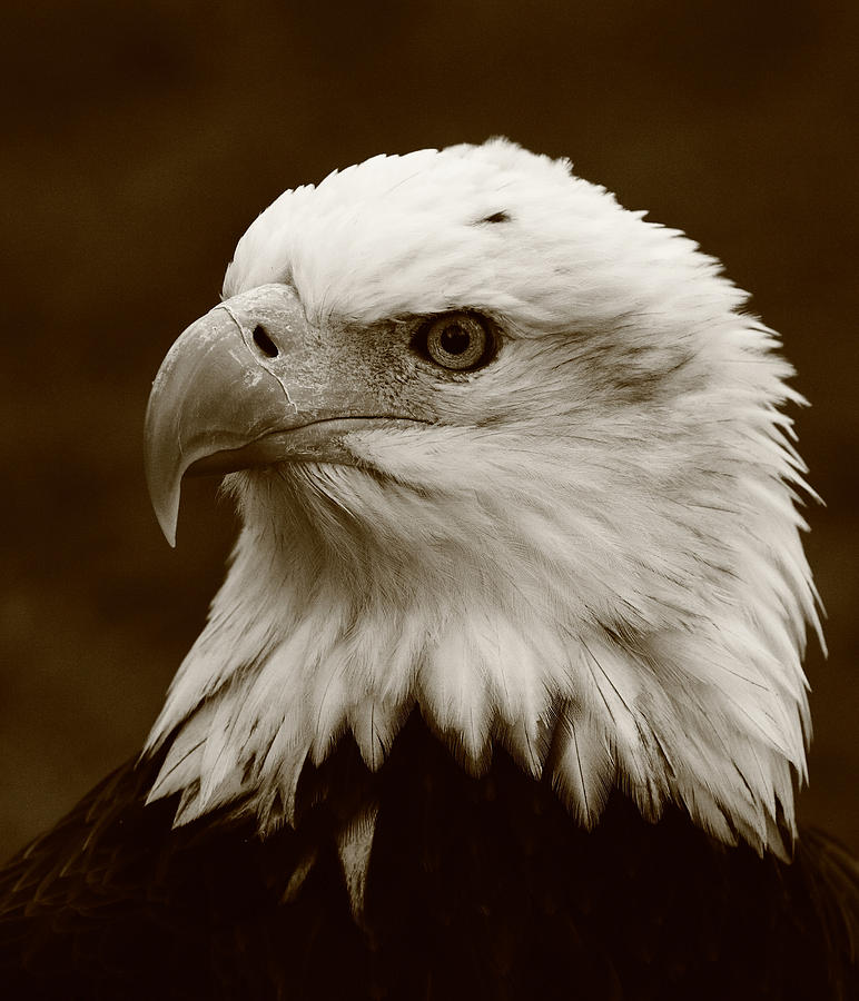 Eagle Photograph - Regal  Eagle by Bruce J Robinson