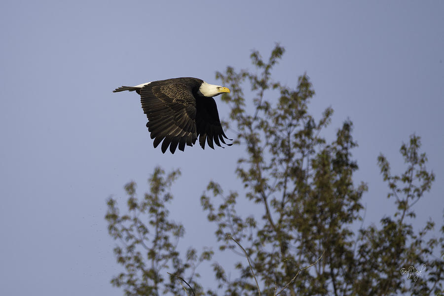 Phoenix Photograph - Regal Eagle by Everet Regal