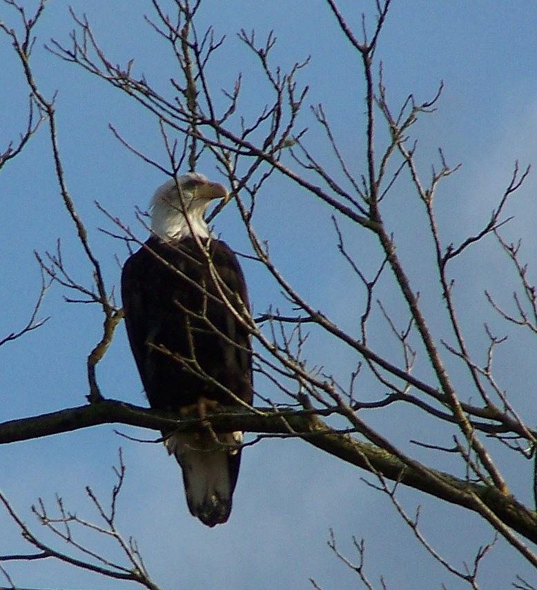 Bird Photograph - Regal Eagle II by Laurie Kidd