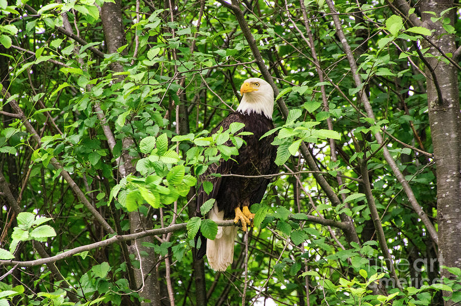 Regal Eagle Photograph by Louise Magno
