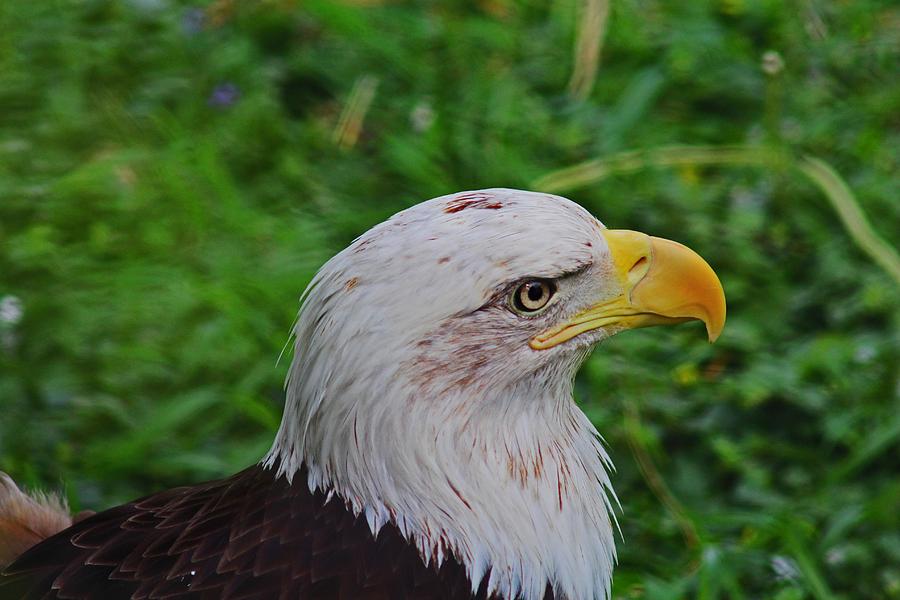 Regal Eagle Photograph by Michiale Schneider