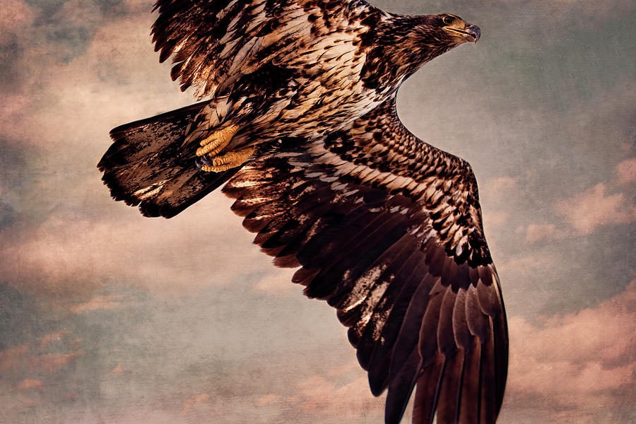 Regal Eagle Photograph by Peggy Collins