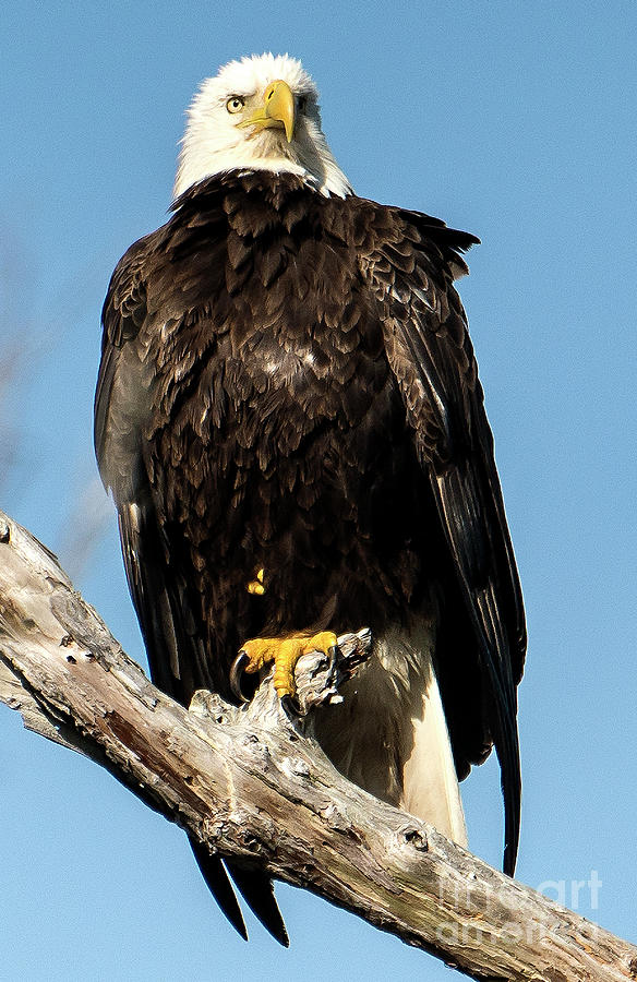 Regal Eagle Photograph by Rodney Cammauf