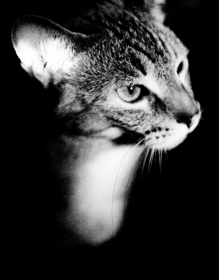 Cat Photograph - Regal Feline by Scott Sawyer