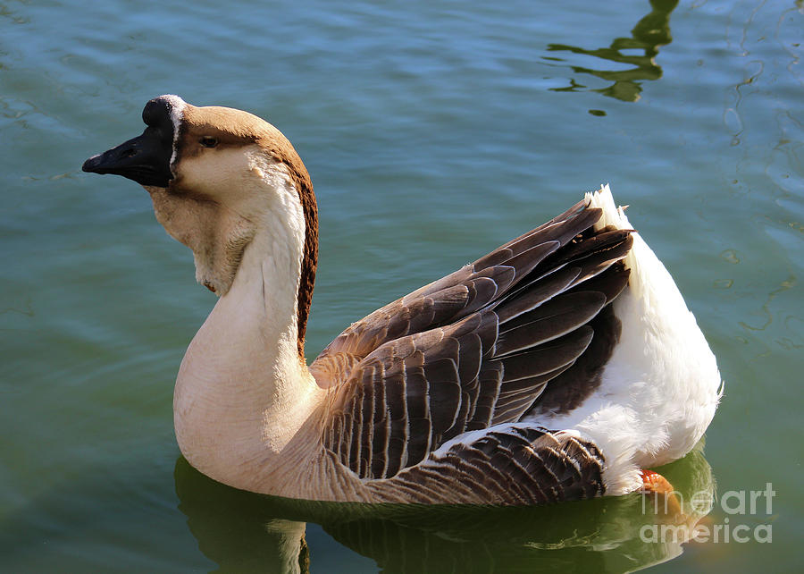 Regal Goose Photograph By Brenda Ackerman 