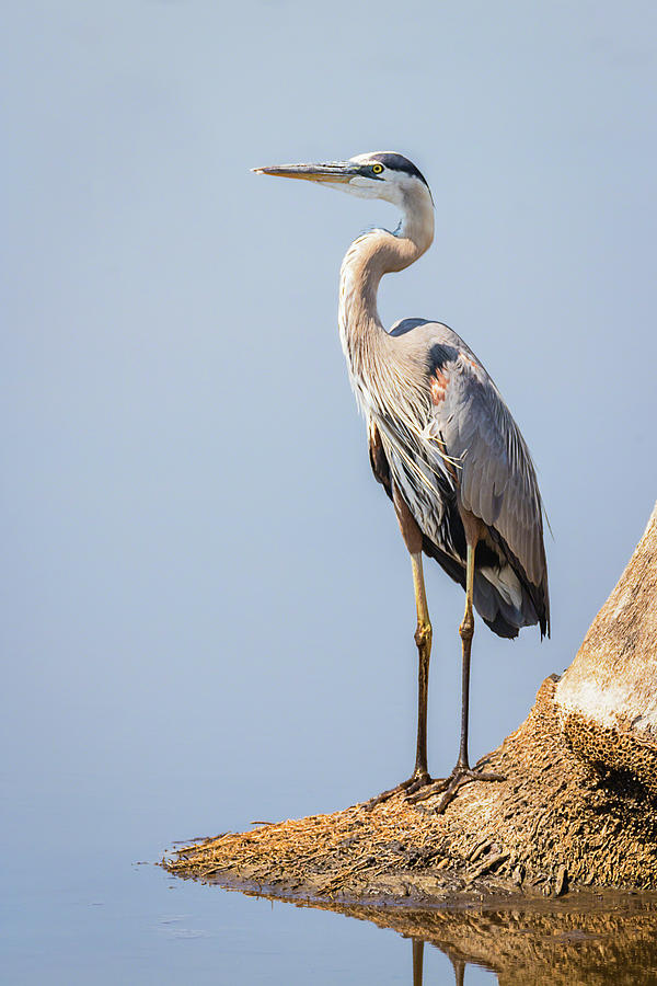 Regal Great Blue Heron Photograph by Dawn Currie
