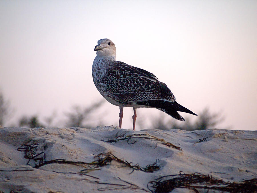 Regal Gull Photograph by  Newwwman