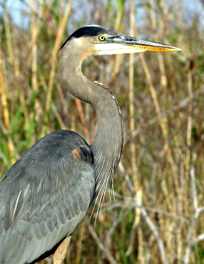 Everglades National Park Photograph - Regal Heron by Marty Koch