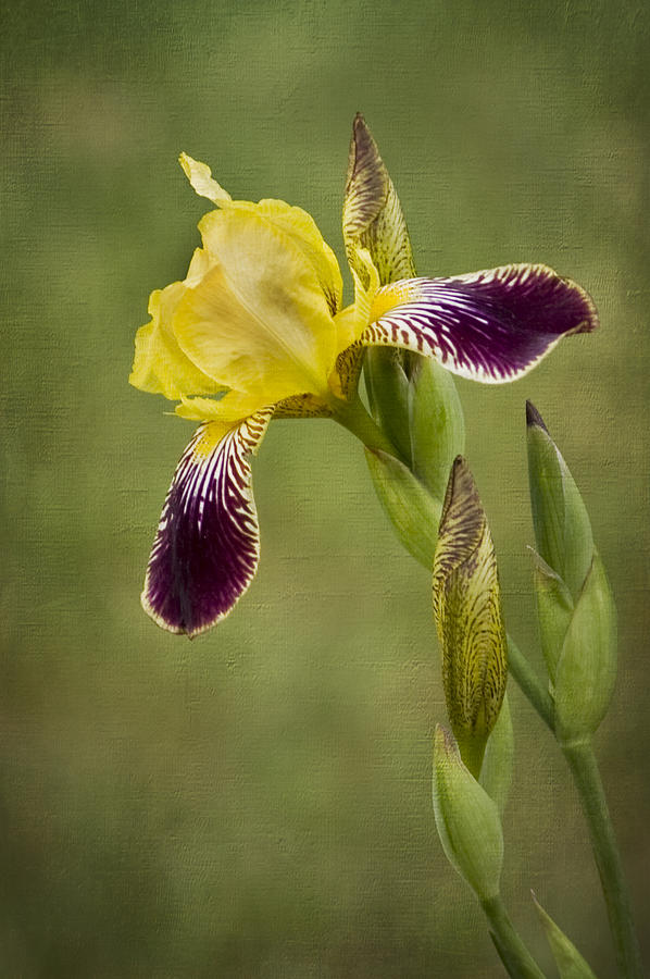 Regal Iris Photograph by Cheryl Day