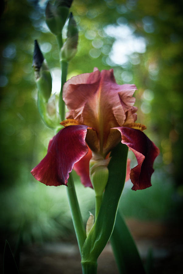 Regal Iris Photograph by Douglas Barnett
