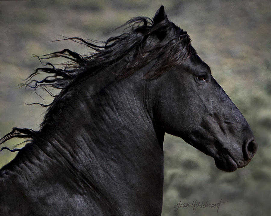 Horse Photograph - Regal by Jean Hildebrant