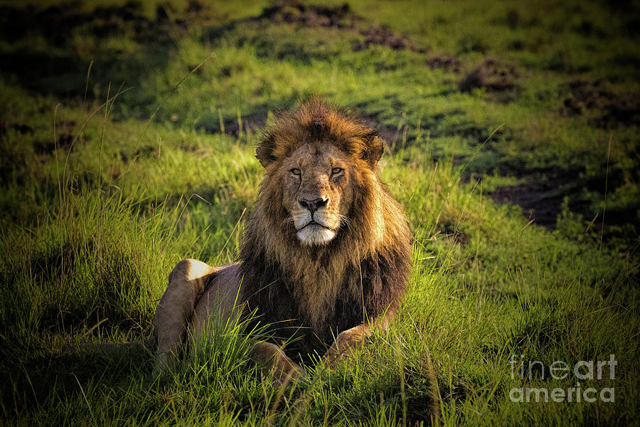 Regal Lion Photograph by Karen Lewis