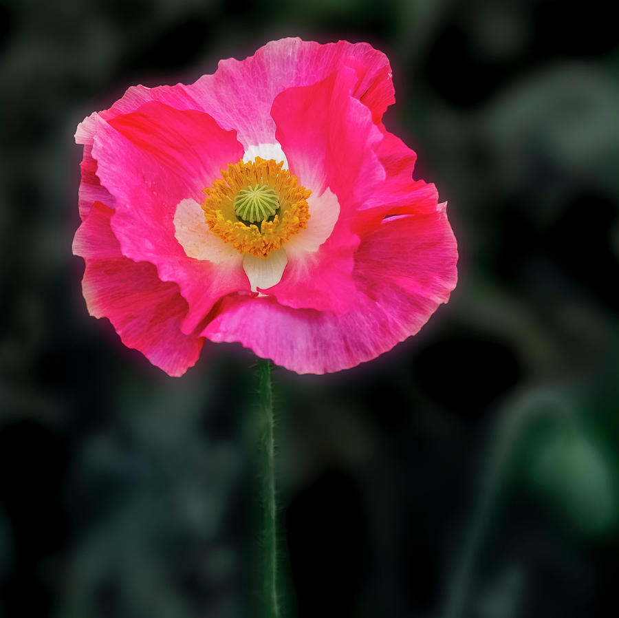 Regal looking poppy. Photograph by Usha Peddamatham