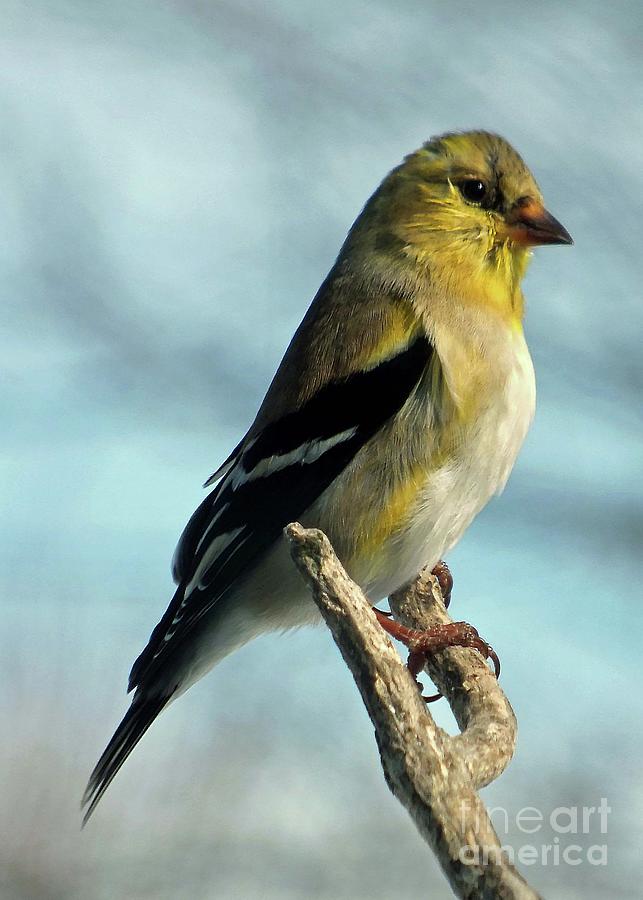 Im Proud To Be An American Goldfinch Photograph