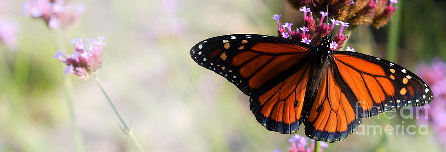 Regal Monarch  Photograph by Elaine Manley