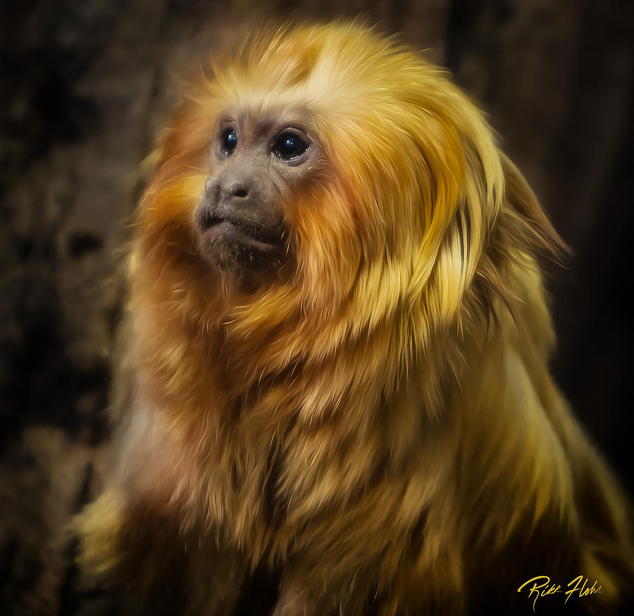 Regal Monkey Photograph by Rikk Flohr