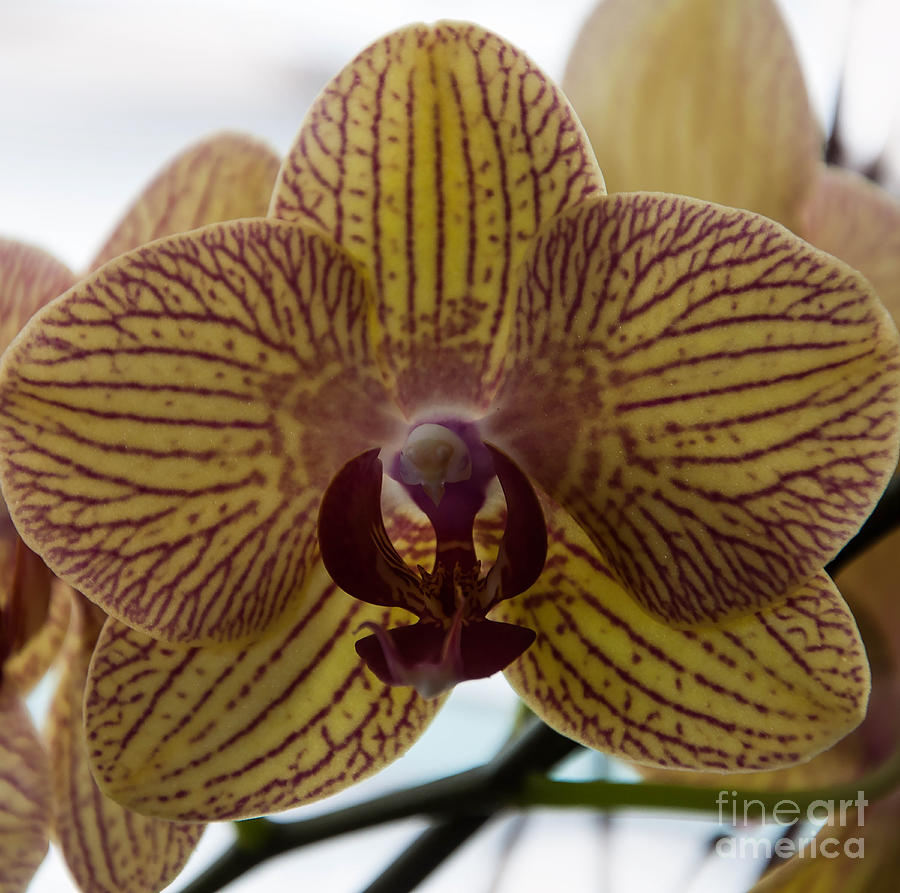Orchid Photograph - Regal Orchid Bloom by Kirt Tisdale