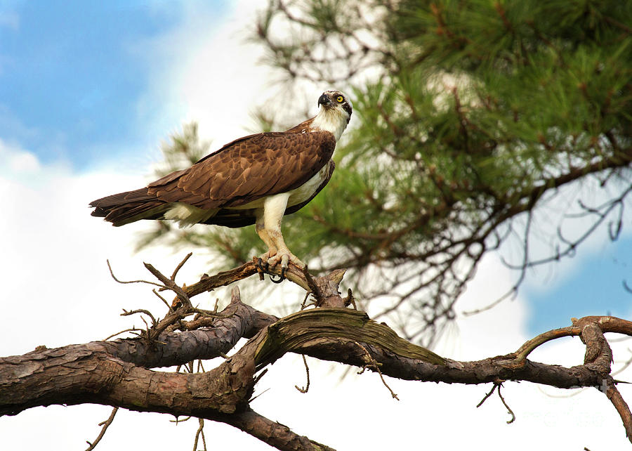 Regal Osprey Photograph by Karen Jorstad