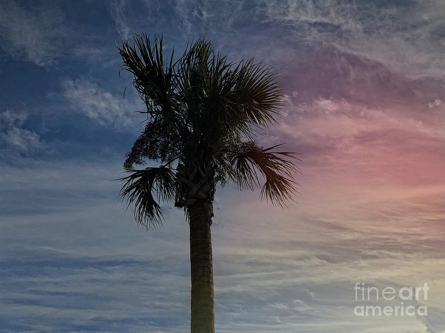 Regal Palm Tree Photograph by Luther Fine Art