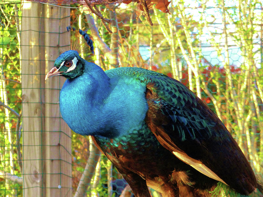 Peacock Perch Photograph by Doris Aguirre