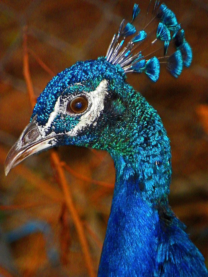 Regal Peacock Photograph by Elizabeth Hoskinson