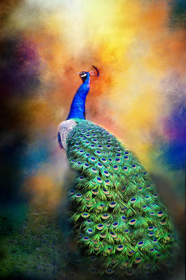 Regal Plumage of the Peacock Photograph by Lynn Bauer