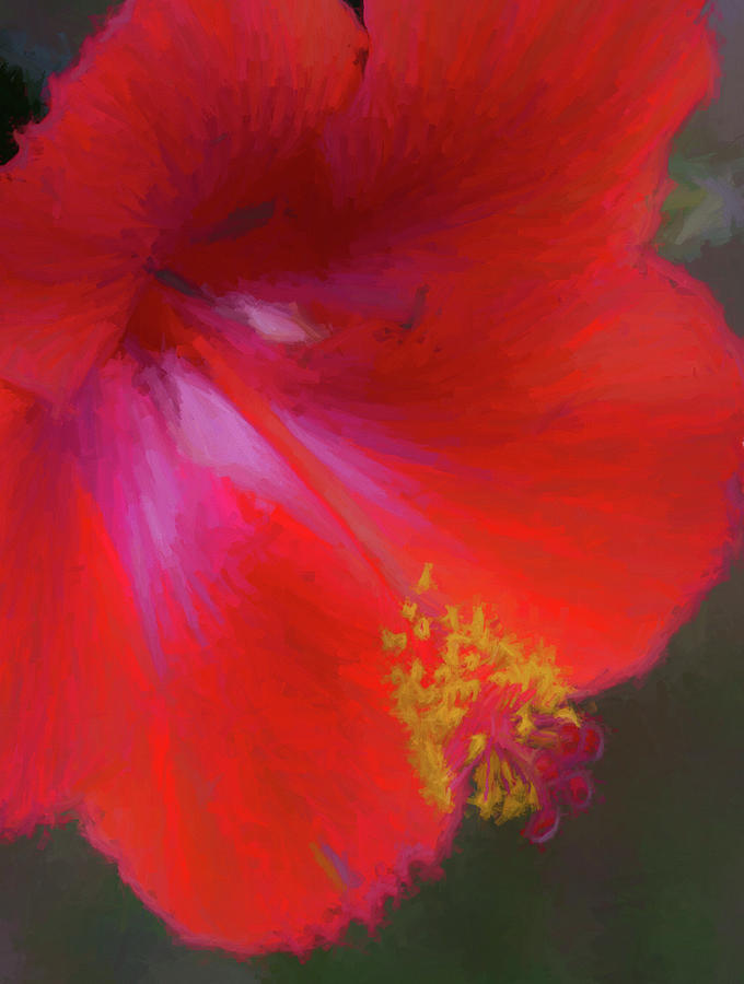 Regal Red Hibiscus  Photograph by Kathy Clark