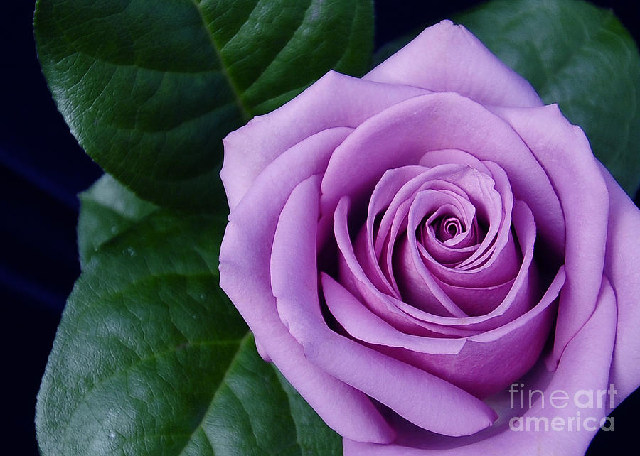 Flower Photograph - Regal Rose I Purple Rose by Terri Winkler