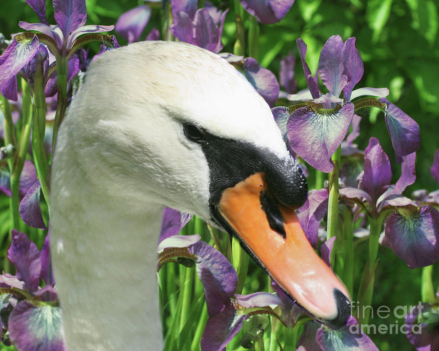 Regal Swan And Flowers Photograph by Smilin Eyes Treasures