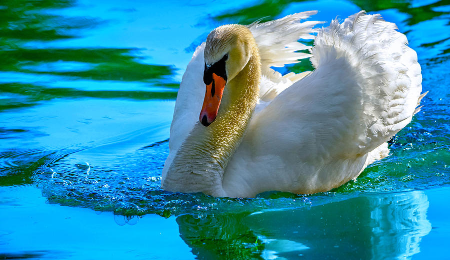 Regal Swan Photograph by Brian Stevens