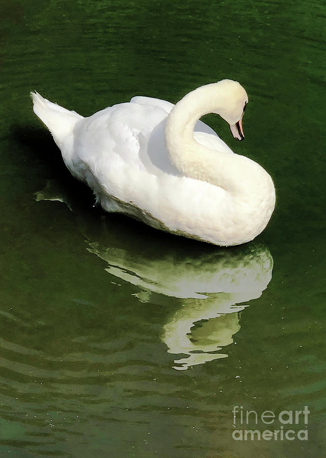 Regal Swan Photograph by Deborah Ferree