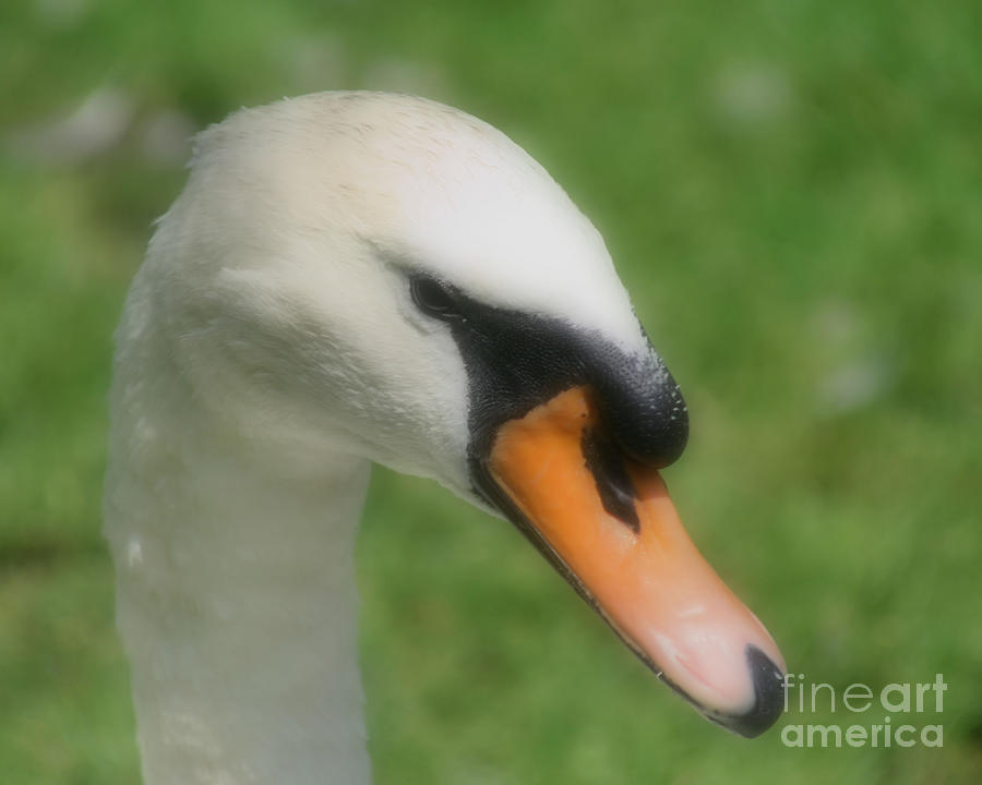 Regal Swan Photograph by Smilin Eyes Treasures