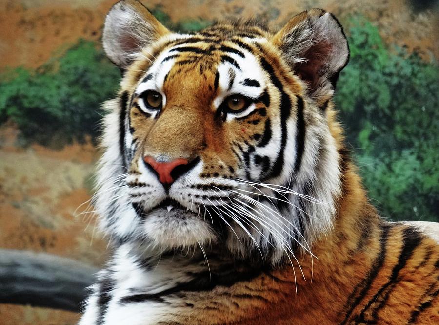 Regal Tiger Portrait Photograph By Linda Mcalpine