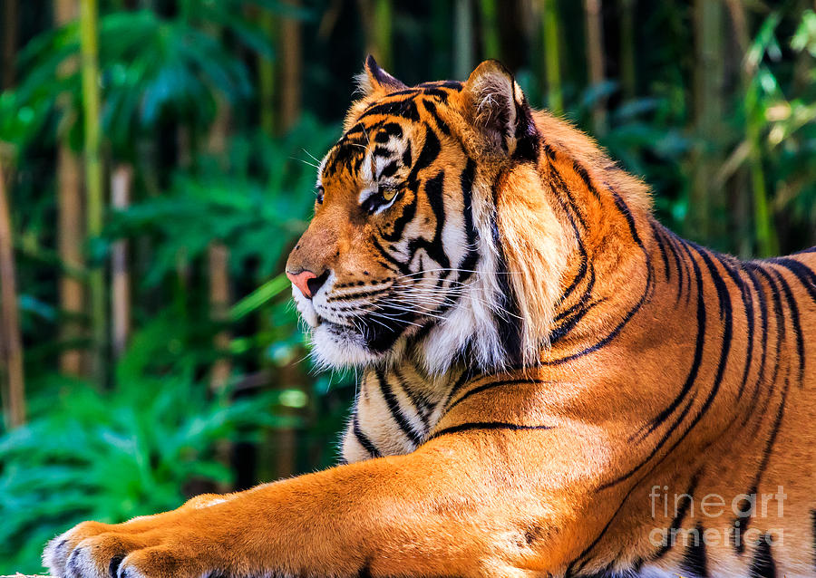 Regal Tiger Photograph by Ray Shiu