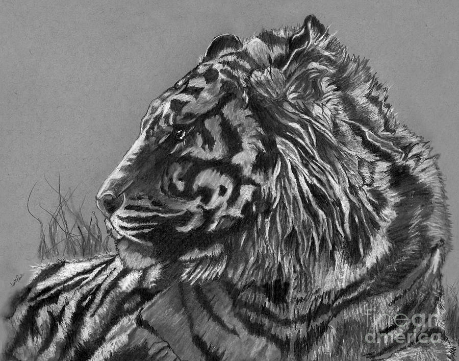 Regal Tiger Drawing by Scott Parker